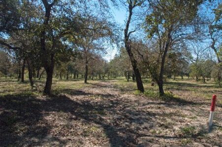 Australia to Texas – The First Step Image